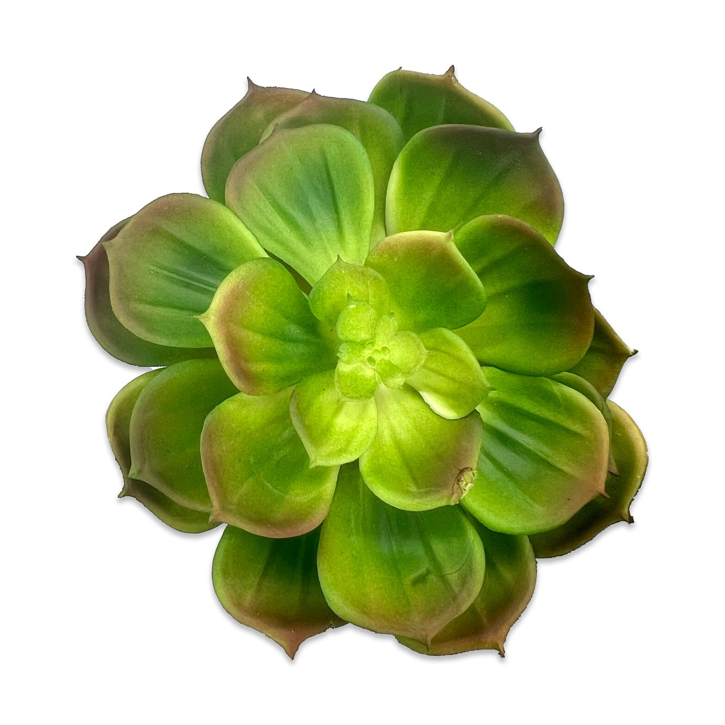 Faux Succulent 5.5" Rounded Leaves