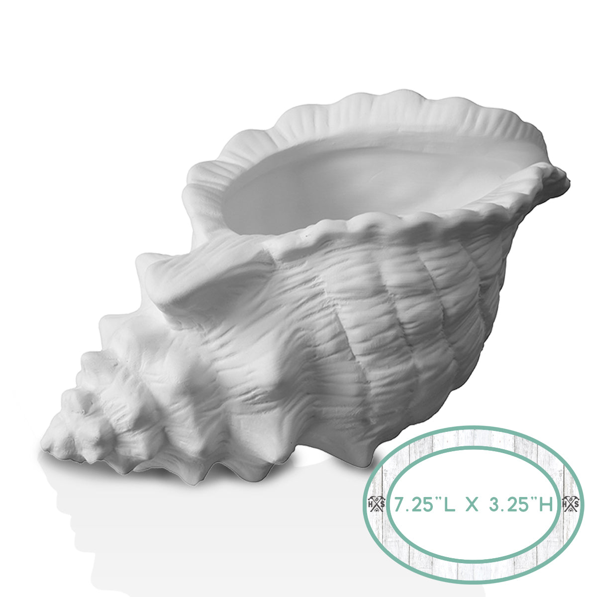 Conch Shell